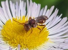 Nomada maculata