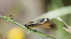 Libelloides hispanicus