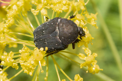 Protaetia morio