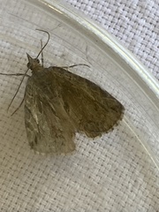 Hydriomena perfracta