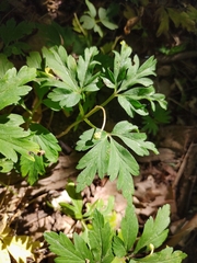 Anemonoides nemorosa