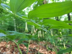 Polygonatum multiflorum