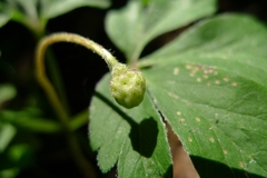 Anemonoides nemorosa