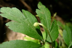 Anemonoides nemorosa