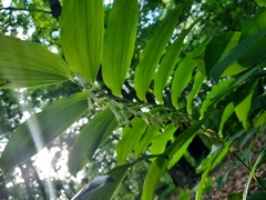 Polygonatum multiflorum