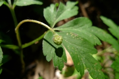 Anemonoides nemorosa