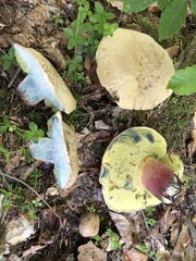 Butyriboletus fechtneri