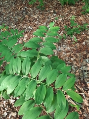 Polygonatum multiflorum