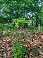 Polygonatum multiflorum