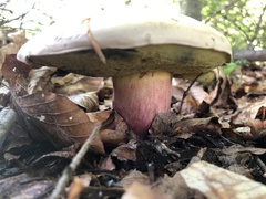 Butyriboletus fechtneri