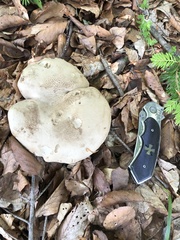 Butyriboletus fechtneri
