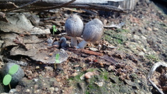 Coprinopsis alopecia