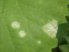 Podosphaera macularis