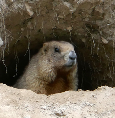 Marmota baibacina