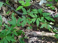 Anemonoides nemorosa