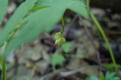 Anemonoides nemorosa