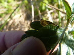 Pseudodineura fuscula