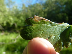 Pseudodineura fuscula