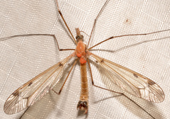 Tipula fuliginosa