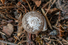 Oestophorella buvinieri