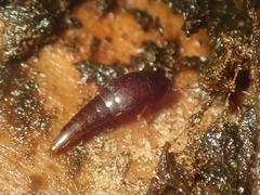 Sepedophilus testaceus