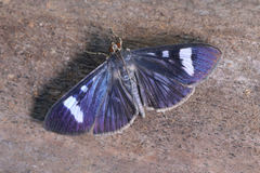 Erilusa leucoplagalis