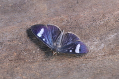 Erilusa leucoplagalis