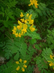 Coronilla coronata