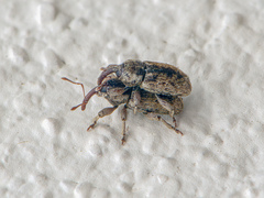 Pachytychius