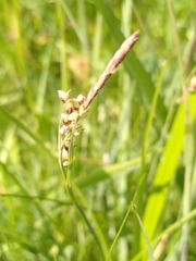 Carex panicea