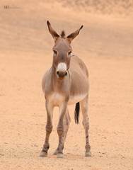 Equus