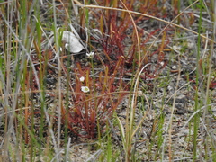 Drosera linearis