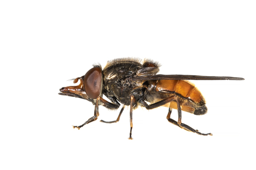 Heineken Fly, 8421 Oldeberkoop, Nederland, photo 4 of 10