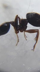 Pheidole malinsii