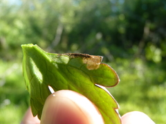 Pseudodineura fuscula