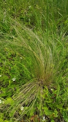 Stipa tirsa