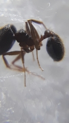 Pheidole malinsii