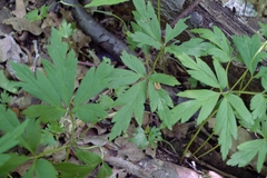 Anemonoides nemorosa