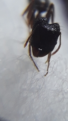 Pheidole malinsii