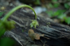 Anemonoides nemorosa