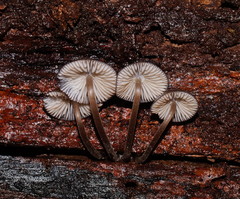 Mycena mulawaestris