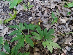 Anemonoides nemorosa