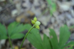 Anemonoides nemorosa