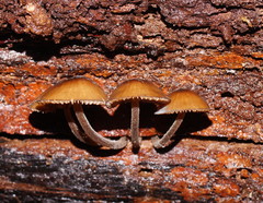 Mycena mulawaestris