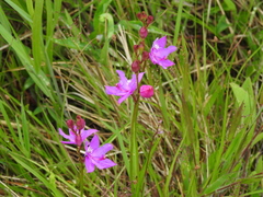 Calopogon tuberosus tuberosus