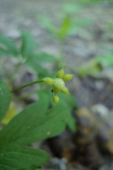 Anemonoides nemorosa