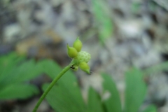 Anemonoides nemorosa