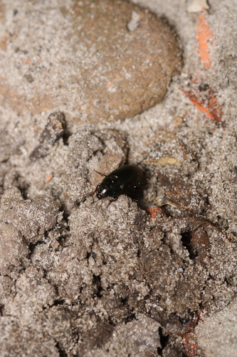 Common Sun Beetle, 1761 Anna Paulowna, Nederland, photo 10 of 10