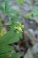 Anemonoides nemorosa