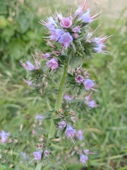 Echium lusitanicum